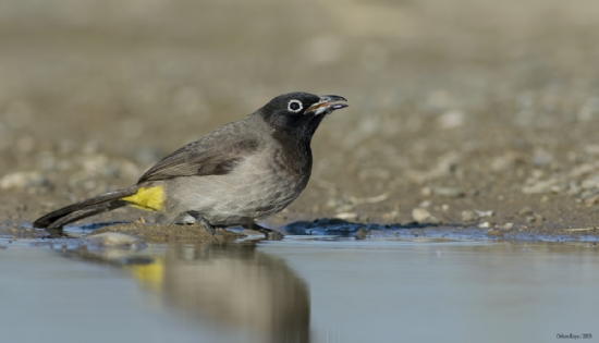 Arap Blbl - Yellow-vented Bulbul  Pycnonotus