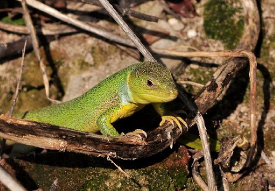 Yeil Kertenkele (lacerta Trilineata)