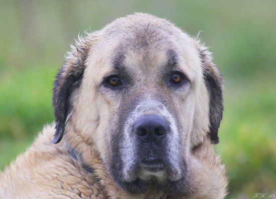 Kangal Portre