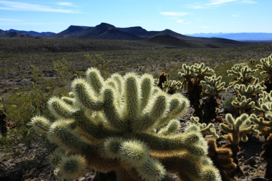 Cholla Cactus