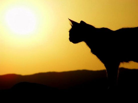 Gn Batmnn Tadn karan Kedicik...