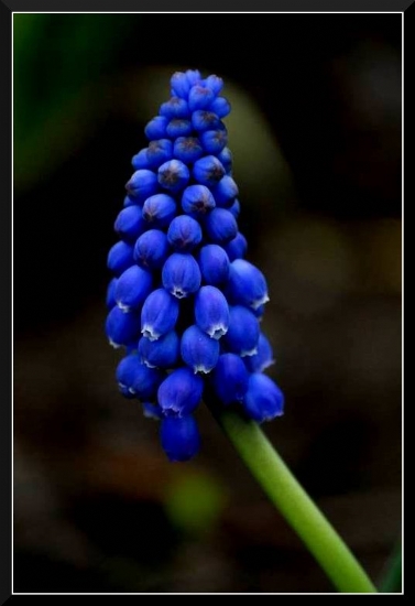 Muscari