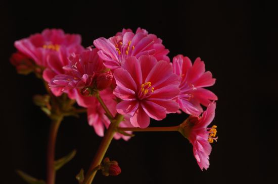 Lewisia Coyledon