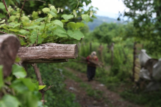 Fasulye Srklarn Dikmeye..