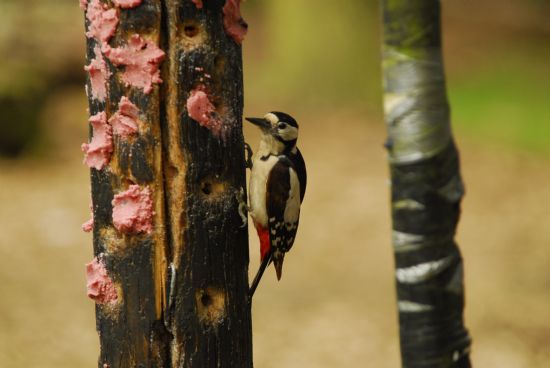 Agac Kakan (woodpecker)