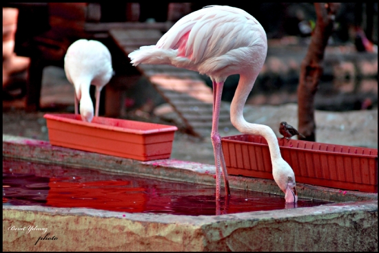 Yanlz Flamingo