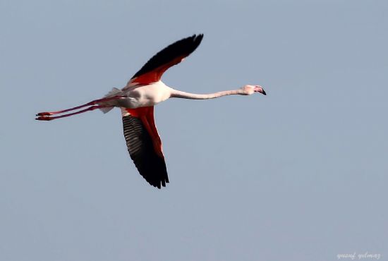 Uan Flamingo..