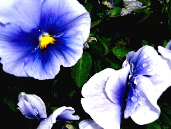 Bir iek Glmsyordu Bana...