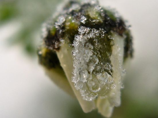 Kar Ve iek 3 - Koruma