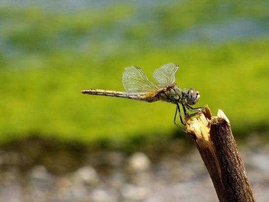Dragonfly :)