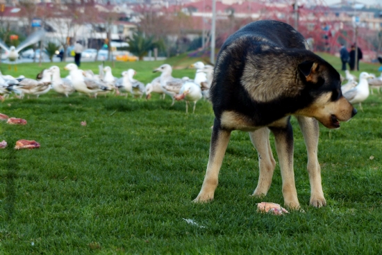 Ekmek Kavgas