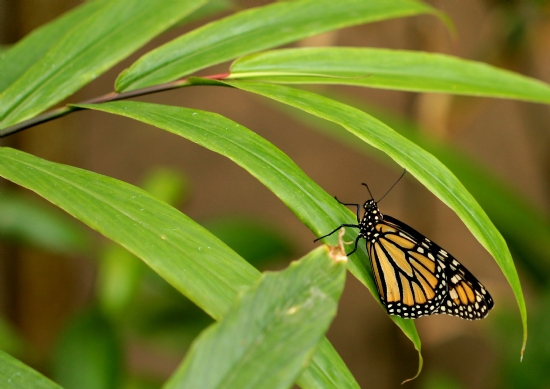 Danaus Plexippus