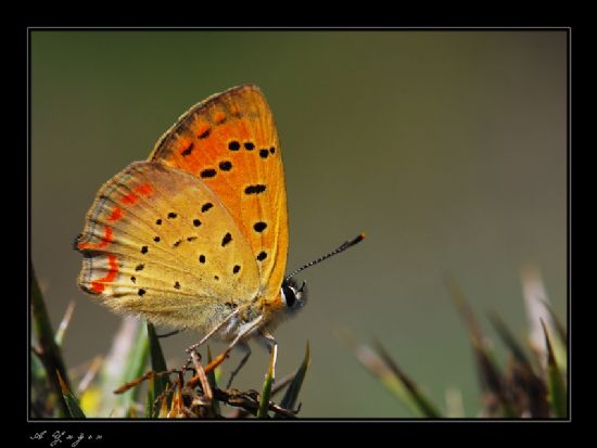 Lycaena Ottomanus (osmanli Atesi)