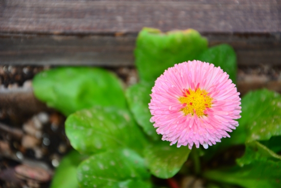 Pembe... Gnlm Sende ...