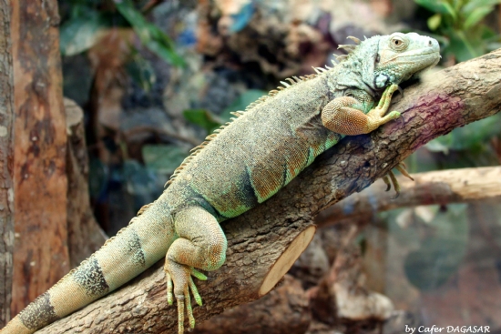Iguana