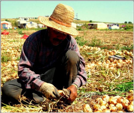 Ter Aktr Oluk Oluk Tarlada