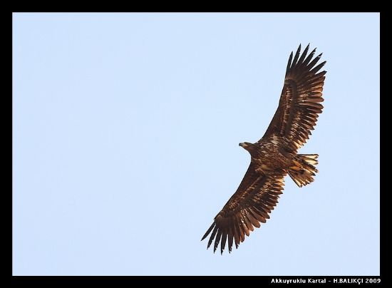 ampiyon Olacaz Bu Sene...