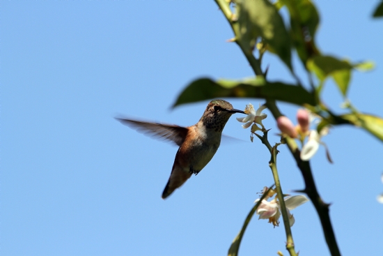 Hummingbird