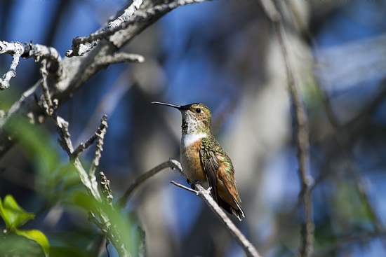 Hummingbird