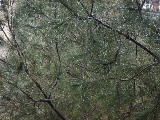 �am�n Ya��...