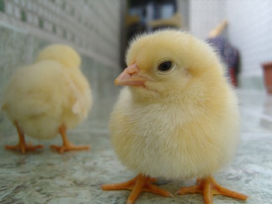 Minik Olmann Fark :)