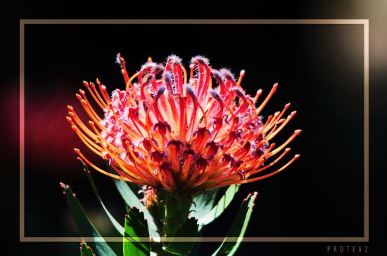 Protea