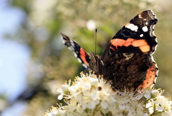 Vanessa Atalanta