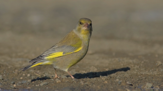 Florya  Carduelis Chloris  Greenfinch