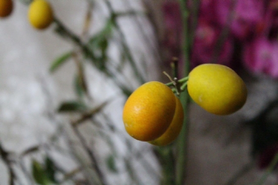 Evimizdeki limon :)