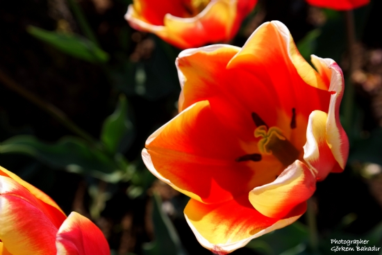 I���a A��l�rken...