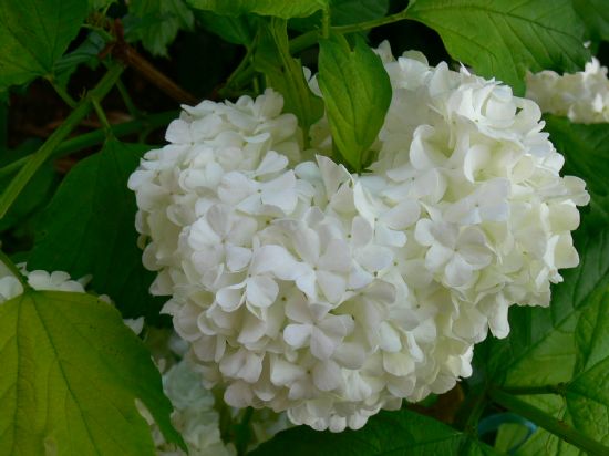 Yeiller Arasnda Beyaz Gelin Gibi