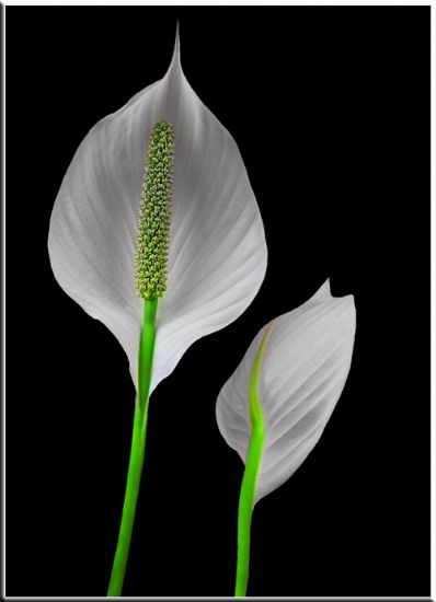 Kobra (spathiphyllum)