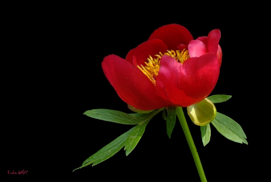 Paeonia Peregrina(yabani akayk)