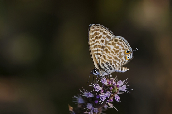 Mavizebra / Leptotes Pirithous