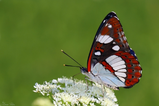 Akdeniz Hanmeli Kelebei