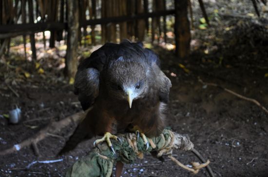 Young Golden Eagle