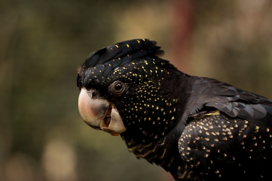 Black-cockatoo