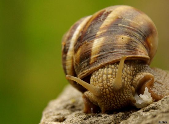 S�m�kl� B�c�k