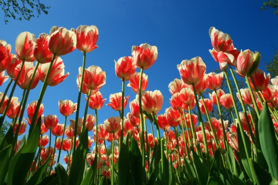 Emirgan’da Laleler