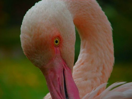 Flamingo 2
