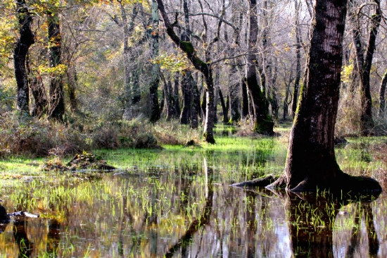 Longoz (galeri Subasar Orman)