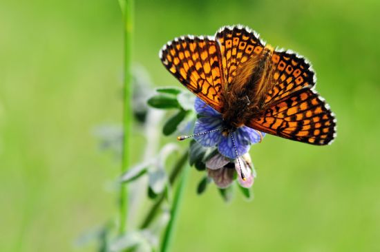 parhan / Melitaea Cinxia /