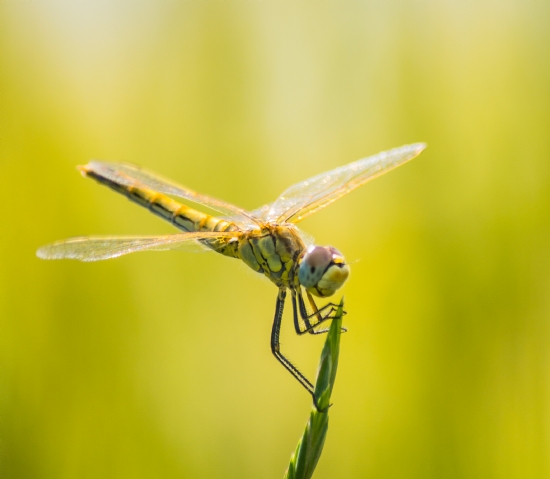 Dragonfly