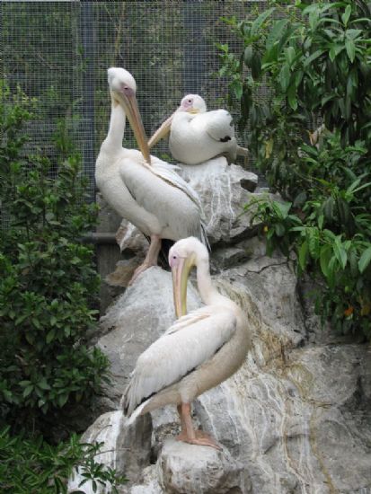 Pelikanlar
