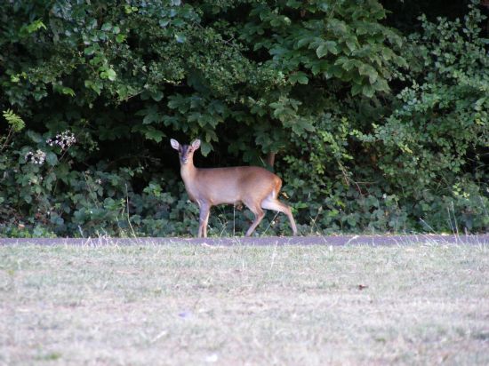 Muntjac Geyigi