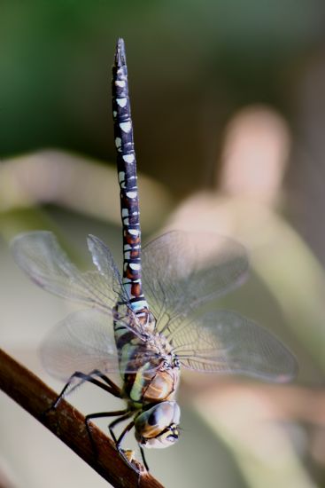 Cambaz (aeshna Affinis)