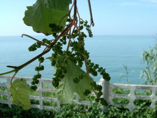 Akdeniz’de Bir Sabah