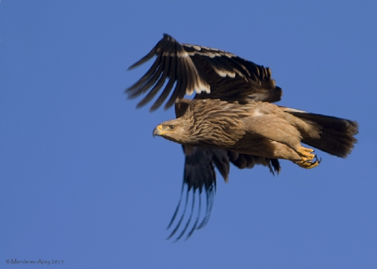 ah Kartal Eastern mperial Eagle / Aquila Heliaca