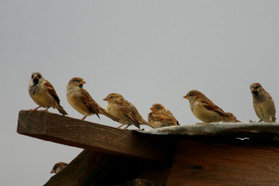 Ser�e Karde�li�i