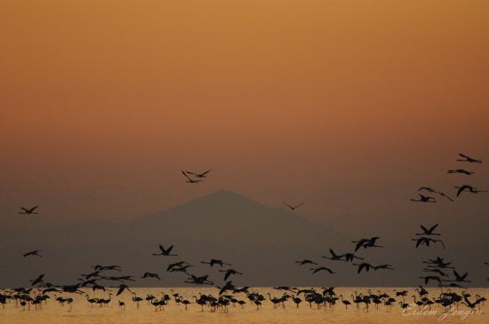 Tuz Gl’nde afak Skerken Flamingolar